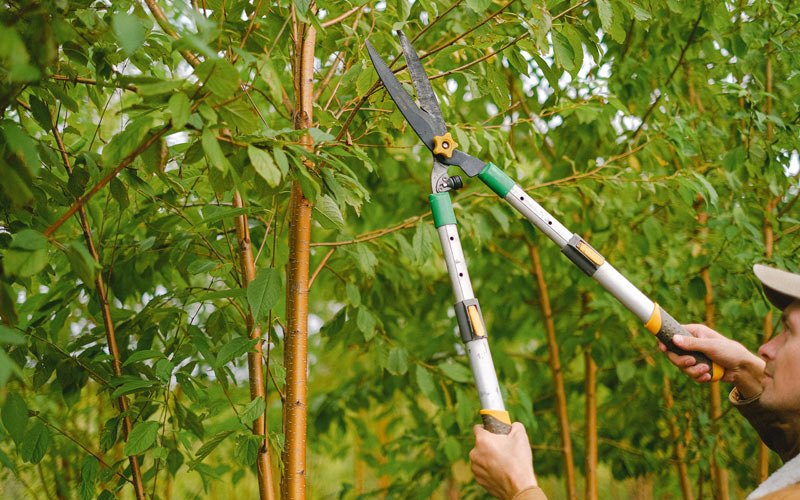 Tree trimming in Forest Lakes, AZ